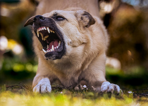 AGGRESSIONE O POSSIBILE MINACCIA DA PARTE DI UN CANE