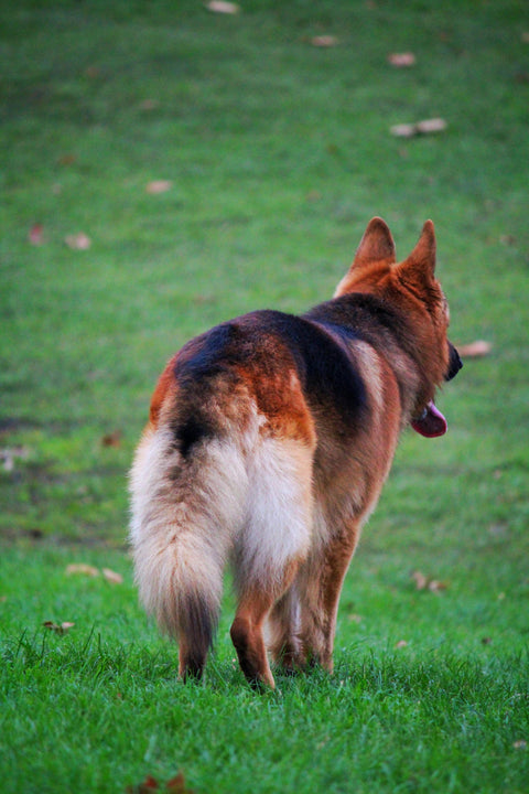 COME COMPORTARSI IN CASO UN CANE ATTACCHI IL TUO CANE: GUIDA PER UN APPROCCIO SICURO E RESPONSABILE