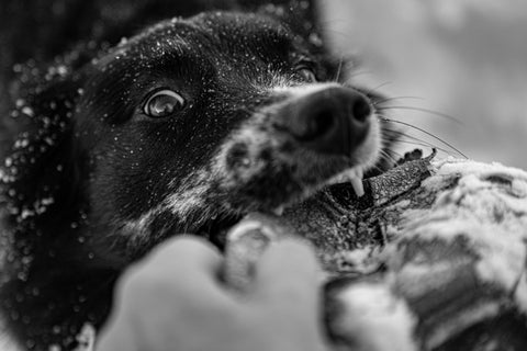 “QUANTE LEZIONI CI VOGLIONO PER ADDESTRARE IL MIO CANE?”