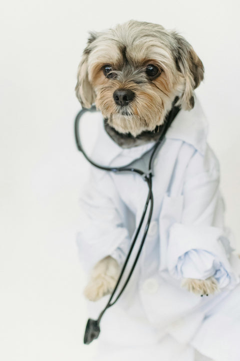 STERILIZZAZIONE PER FARLO CALMARE