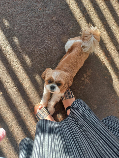 PERCHÉ È IMPORTANTE NON PRENDERE IN BRACCIO UN CANE CHE SI IMPUNTA!