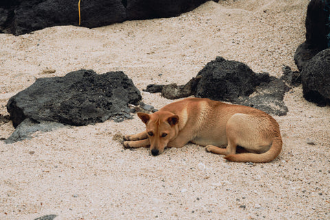 PERCHÉ IL MIO CANE MANGIA LE FECI?