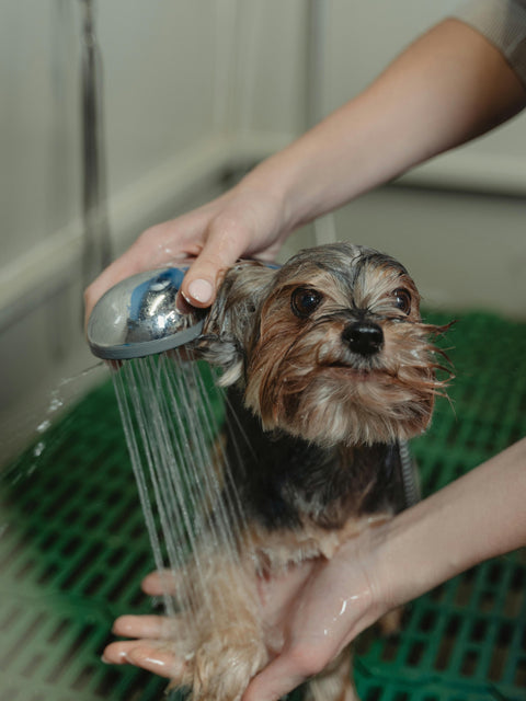 🌟 Ogni quanto si fa il bagnetto al cane? 🛁