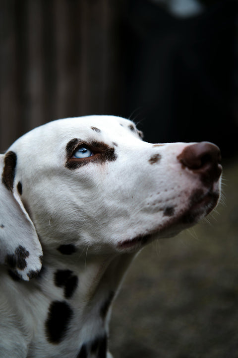 CLICKER PER CANI COS'è E COME FUNZIONA
