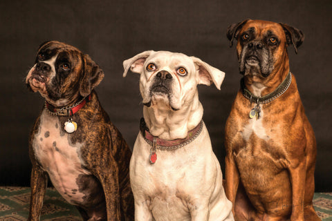 FORZARE UN CANE A FARE AMICIZIA CON ALTRI CANI