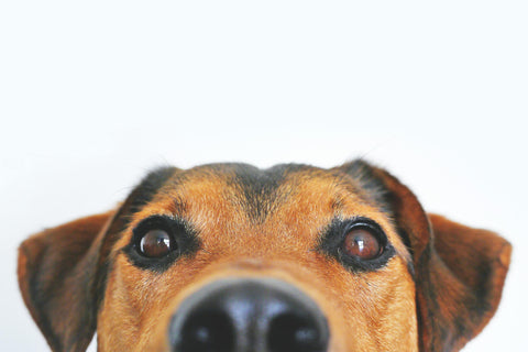 IL CANE NON DEDUCE, QUINDI NON FA DISPETTI
