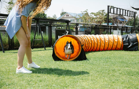 INSEGNARE AL CANE A GIOCARE