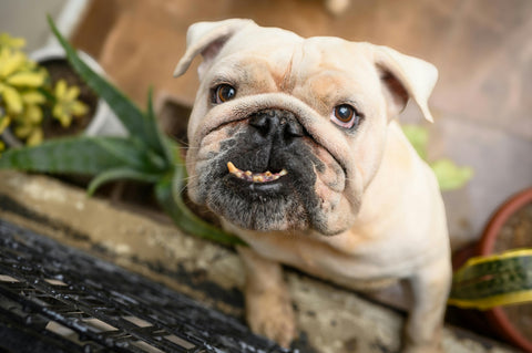 L'IMPORTANZA DI CORREGGERE SEMPRE GLI ATTEGGIAMENTI INDESIDERATI DEL CANE PER EVITARE CHE PEGGIORINO