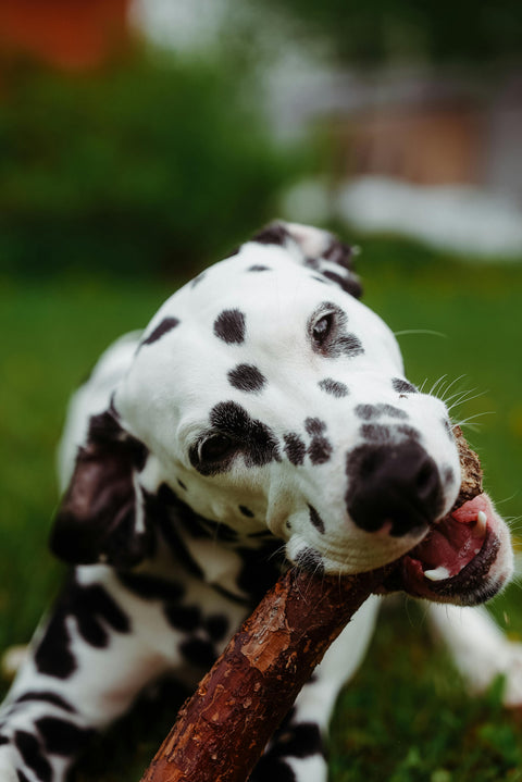 MASTICATIVI CANE SONO UTILI?