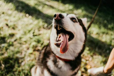 PER IL CANE GRANDE OCCORRE UN GRANDE GIARDINO...