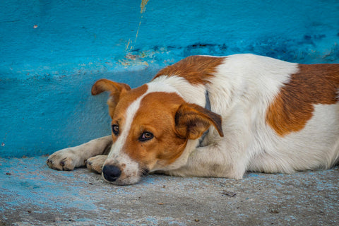 IL CANE ABBAIA AL CITOFONO